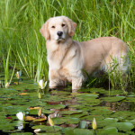 Golden Retriever standing at edge of lily pads in pond; Marlborough, Connecticut, USA (KS)