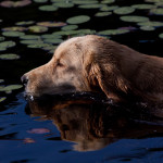 Golden Retrievef swimming among lily pads to training bumper for retrieval; Marlborough, Connecticut, USA