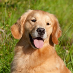 Golden Retriever (portrait) sitting in reeds next to pond; Marlborough, Connecticut, USA (KS)( sitting in reeds next to pond; Marlborough, Connecticut, USA (KS)