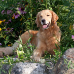 Golden Retriever in swale of summer flowers; Litchfield, Connecticut, USA (KS)